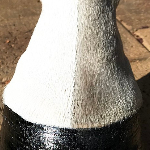 NTR Pure White
