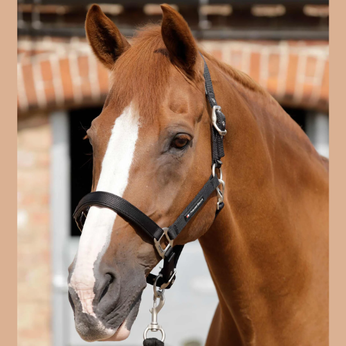 Plain Padded Halter