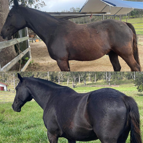 Stable-Ised Equine PractiCAL (NO AFTERPAY)