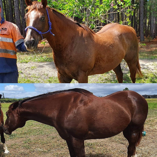 Stable-Ised Equine PractiCAL (NO AFTERPAY)