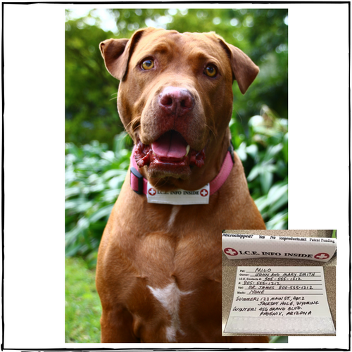 Ice collar for 2024 dogs