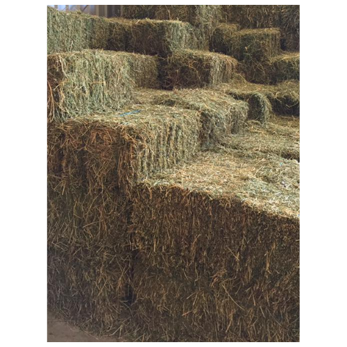 Lucerne Hay - Square Bale (NO AFTERPAY)