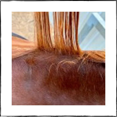 NTR Plait Booster – Synthetic Hair