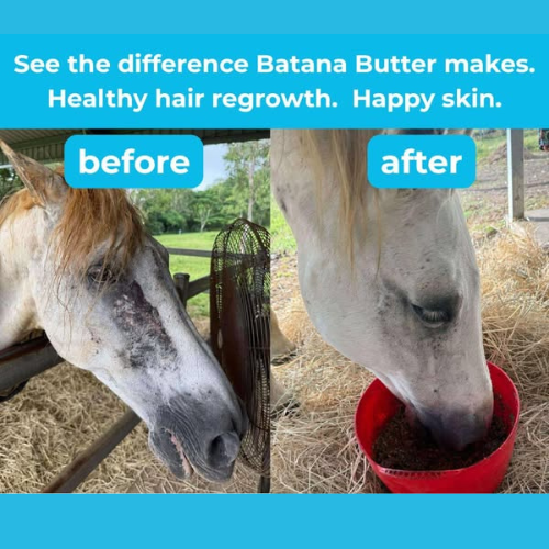 HSE Batana Butter
