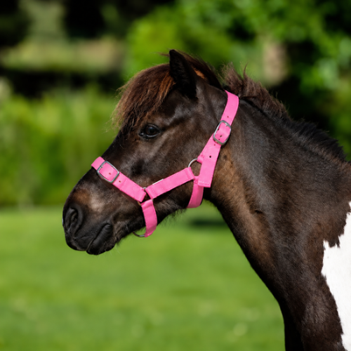 Buckle Halter PONY