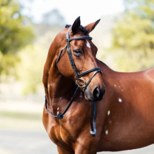 Cavalier Classic Bridle BLACK