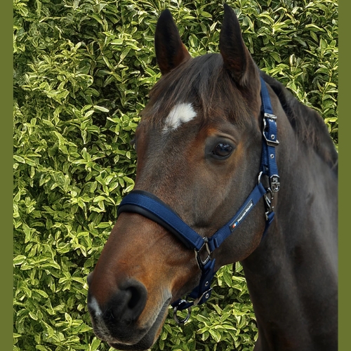 Corda Padded Head Collar With Lead Rope