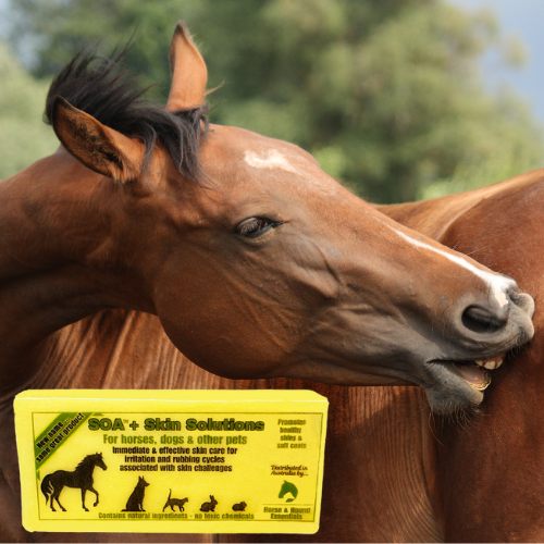 SOA+ SKIN SOLUTIONS Deep Cleaning Soap *New name same great product*