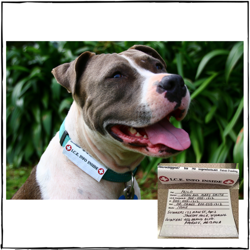 I.C.E. Collar ID For Dogs