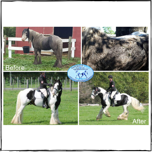 NATURALLY WHITE- Whitening Shampoo Bar for Horses and Dogs